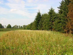 wildmengsel-veldje aangelegd door de jager
